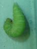 Lasiommata maera
